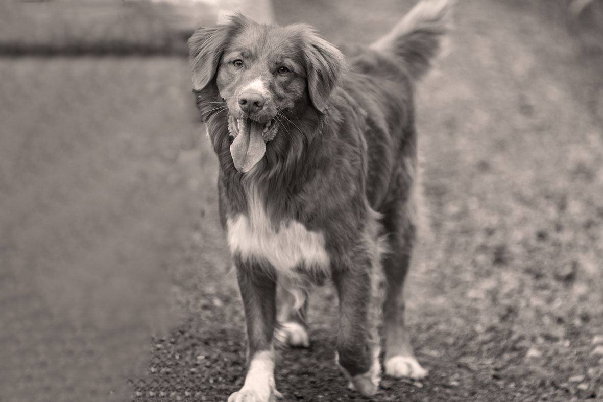 Portrait Fotografie vom Hund Nando.